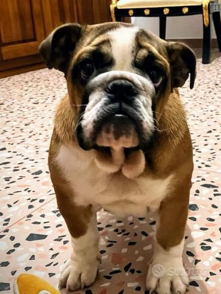 Cucciola di bulldog inglese con pedigree enci | Foto 0