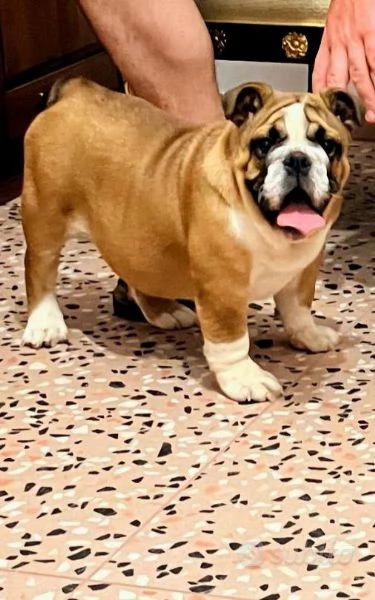 Cucciola di bulldog inglese con pedigree enci
