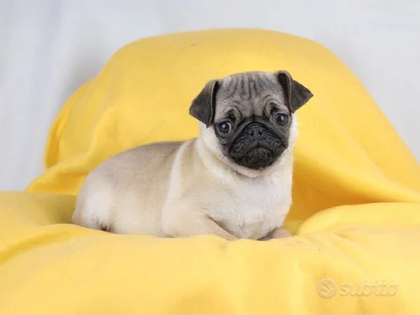 Cucciola di Carlino | Foto 0