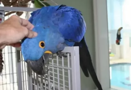 pappagalli di maca di giacinto