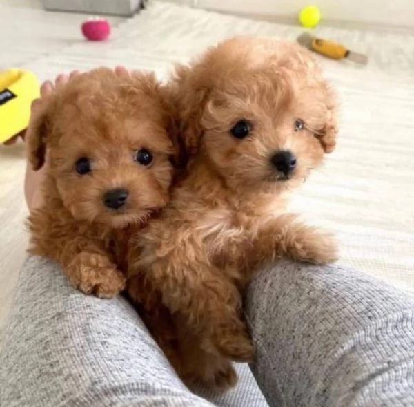 Regalo di cuccioli di barboncino maschio e femmina