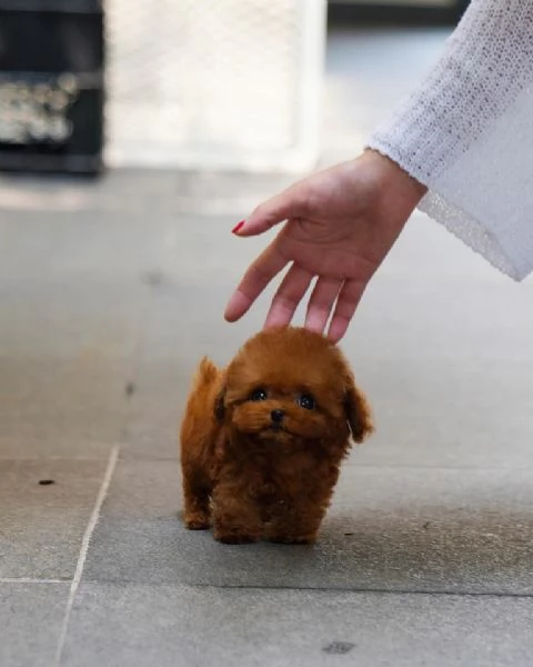 Regalo cucciolo barboncino NANI barboncini NANO CUCCIOLI 