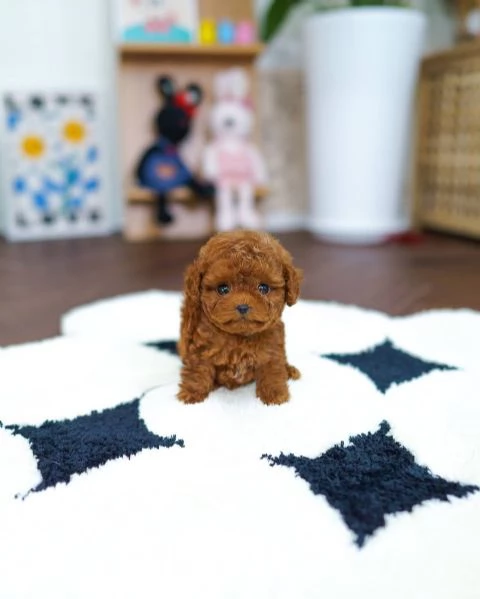 Regalo cucciolo Cuccioli di barboncino a pelo corto