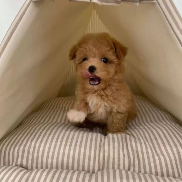 Regalo cucciolo barboncino cuccioli | Foto 0