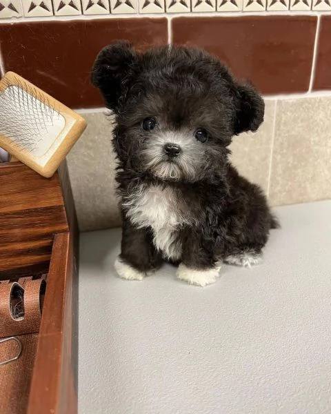 Regalo Regalo di cuccioli di barboncino maschio e femmina | Foto 0