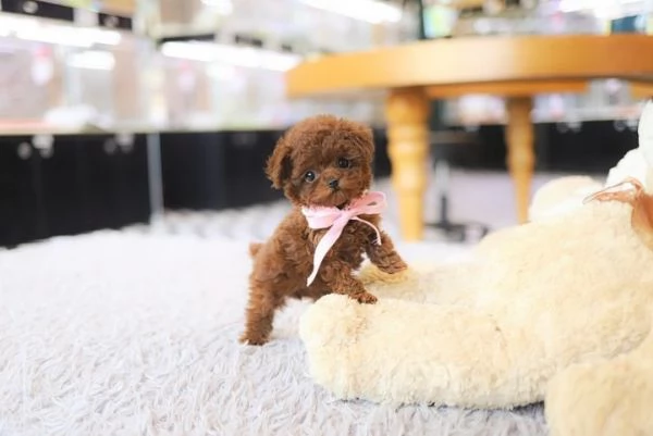 Regalo cucciolo Disponibile cucciola barboncino