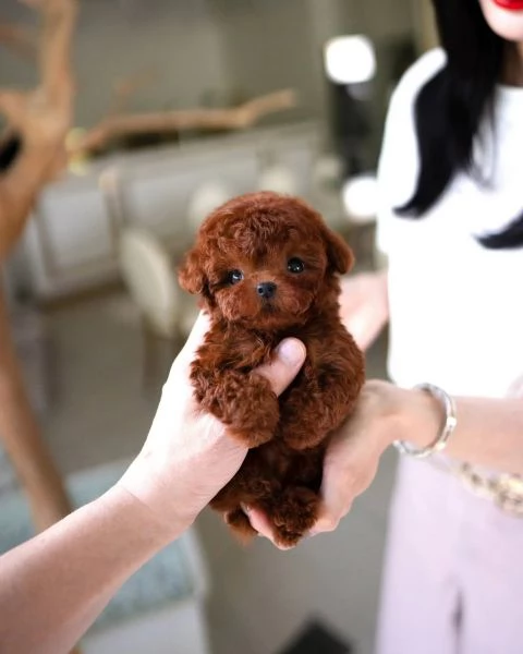 Regalo cucciolo BARBONCINO BARBONCINI TOY mano