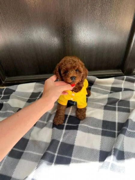 Regalo cucciolo Cucciolo red barboncino nana