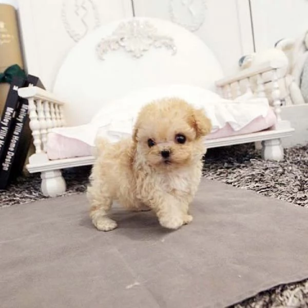 Regalo cucciolo REGALO CUCCIOLO BARBONCINO TOY microchip | Foto 0