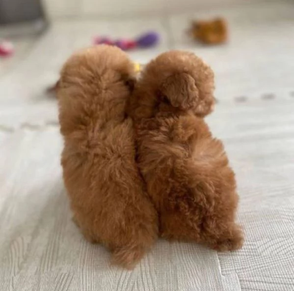 Regalo  cucciolo barboncino