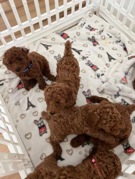 Calmaregalo cuccioli di barboncini toy