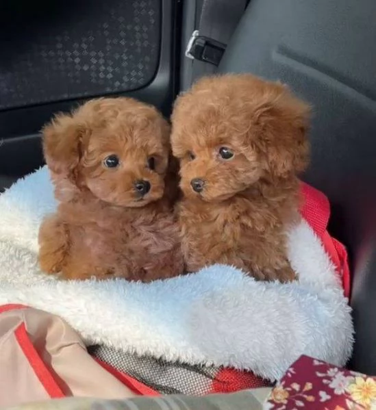 Regalo Dolcissimi e rarissimi cuccioli di barboncino Toy