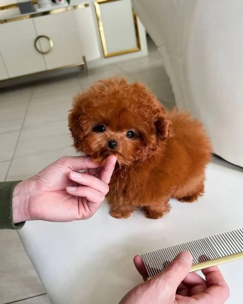 2Regalo cucciolo Regalo di cuccioli di barboncino maschio e femmina