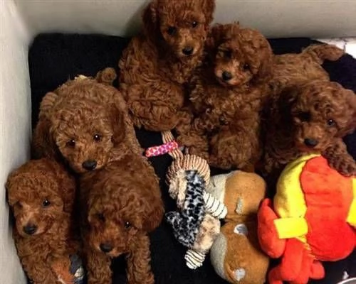 Regalo piccolissima cuccioli di barboncino per ladozione