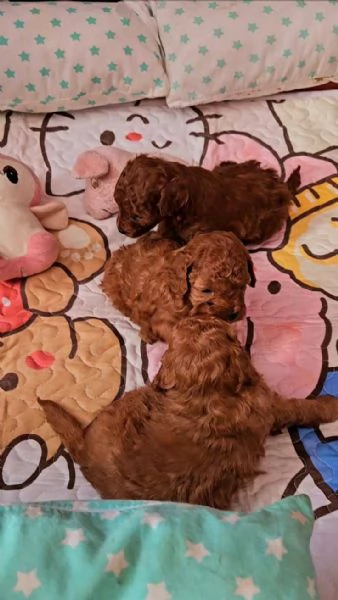 Regalo piccolissima cuccioli di barboncino per ladozione