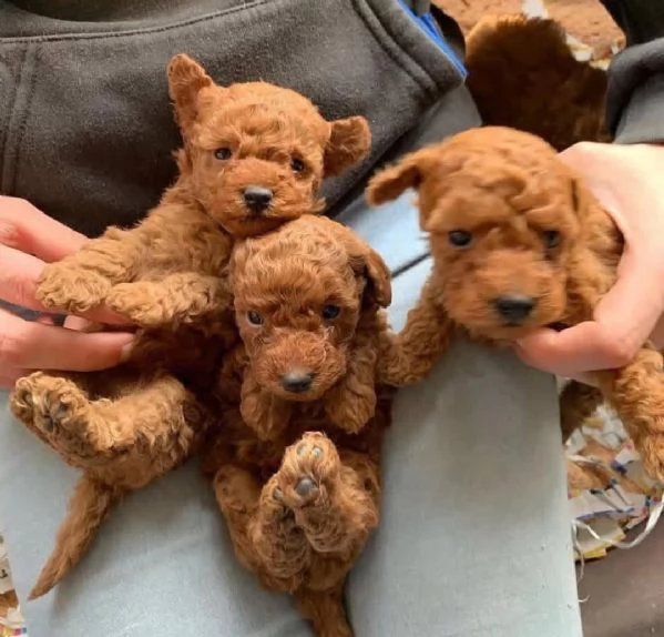 Regalo cucciolo Cucciolina barboncino femmina