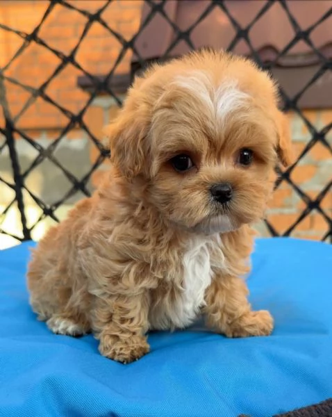 Toy Regalo cucciolo Barbaoncino cuccioloni | Foto 0