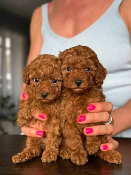 Regalo cucciolo REGALO BARBONCINO TOY MERAVIGLIOSI | Foto 0