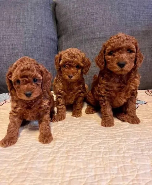 Regalo  cucciolo Cuccioli di Barboncino