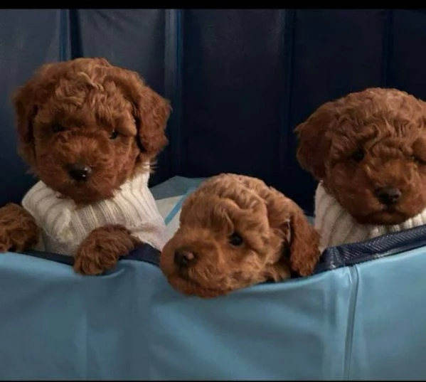 Regalo cucciolo BARBONCINO NANI BARBONCINO NANO CUCCIOLI 