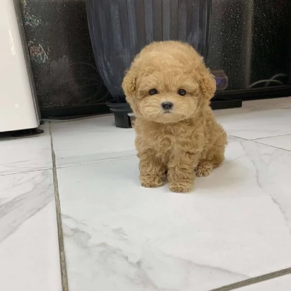 Regalo cucciolo BARBONCINO NANI BARBONCINO NANO CUCCIOLI  | Foto 0