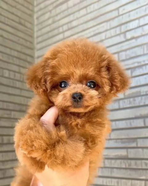 Regalo cucciolo Cuccioli di BARBONCINO a pelo corto