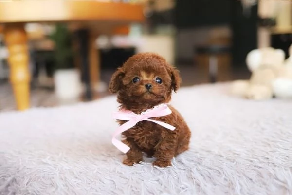 Regalo cucciolo Barboncino