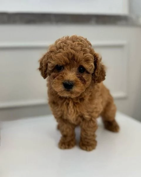 Regalo cucciolo BARBONCINO BARBONCINI TOY mano