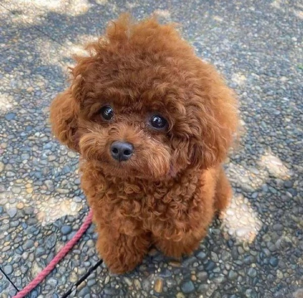 Regalo cucciolo Cucciolo red barboncino nana