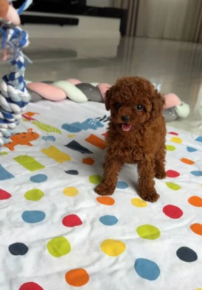 Regalo pedigree cucciolo Regalo barboncino toy mini red | Foto 0