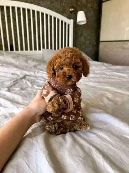 Regalo cucciolo REGALO CUCCIOLO BARBONCINO TOY microchip