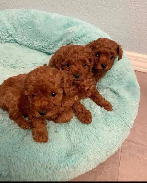 Regalo vaccinato  cucciolo REGALO CUCCIOLO BARBONCINO TOY