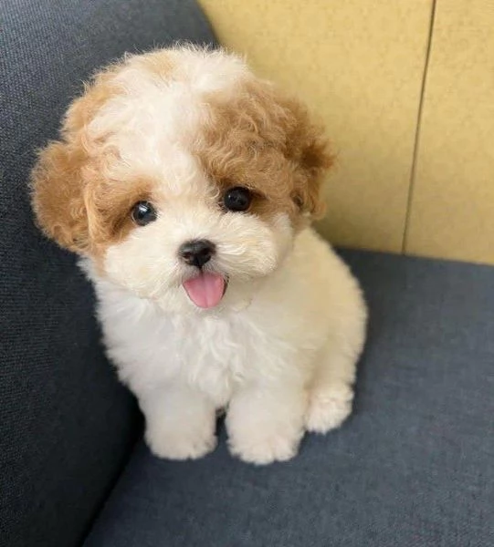 Regalo cucciolo Toy Barboncino | Foto 1