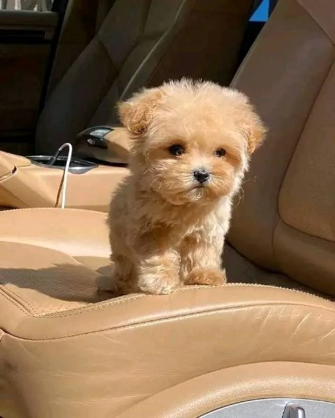 Regalo piccolissima cuccioli di Barboncino per ladozione | Foto 0
