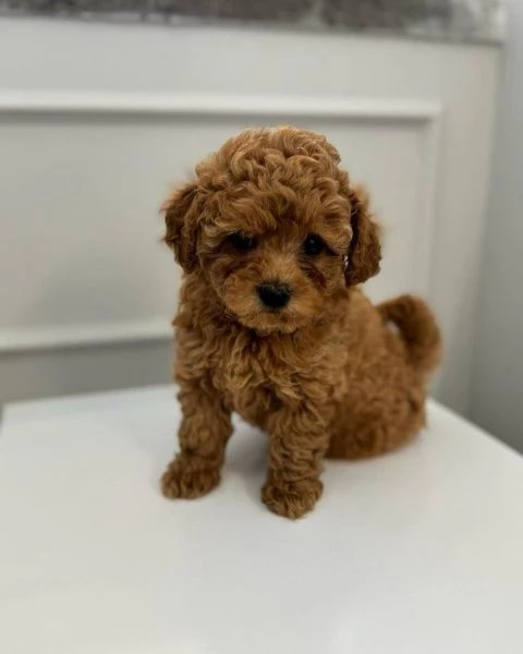 Regalo piccolissima cuccioli di barboncino per ladozione | Foto 0