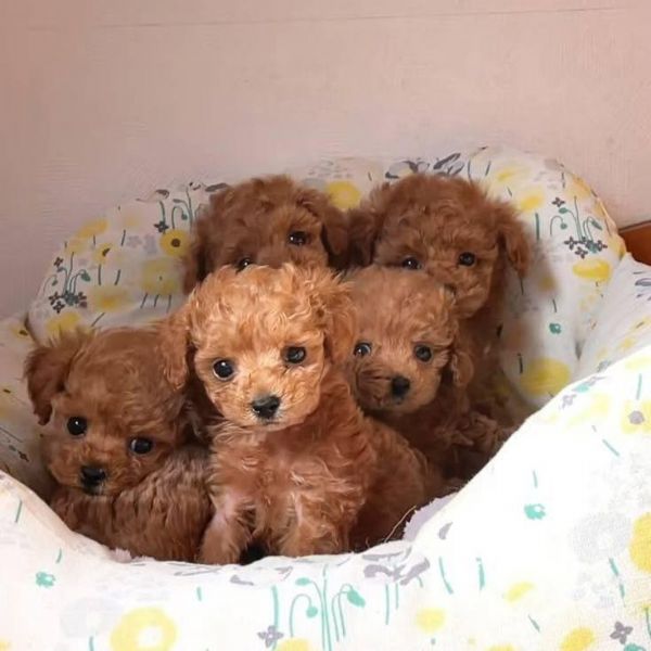 Regalo BARBONCINO TOY CUCCIOLI  | Foto 1