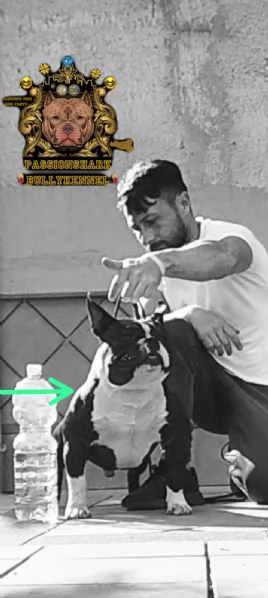 American bully  | Foto 6