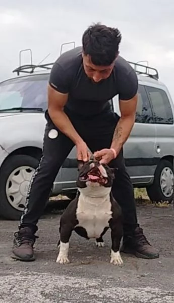 American bully  | Foto 4