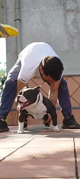 American bully  | Foto 2