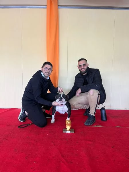 American bully  | Foto 1