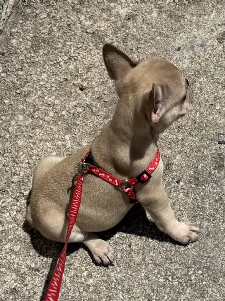 Vendo cucciolo bulldog francese 