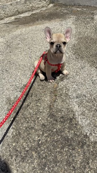 Vendo cucciolo bulldog francese  | Foto 2