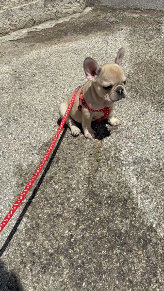Vendo cucciolo bulldog francese  | Foto 1