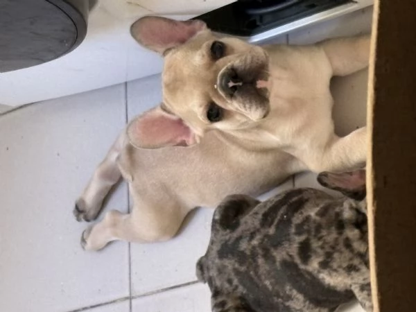Vendo cucciolo bulldog francese  | Foto 0