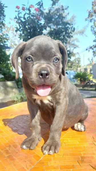 Cucciolo corso  | Foto 3