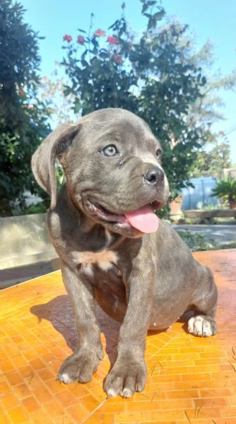 Cucciolo corso  | Foto 2