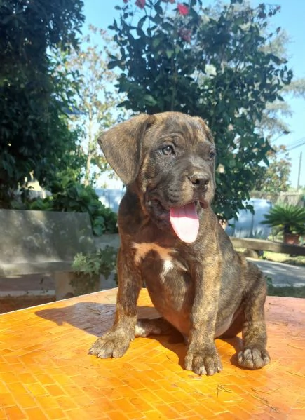 Cucciolo corso  | Foto 1