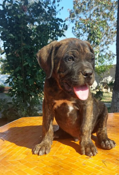 Cucciolo corso  | Foto 0