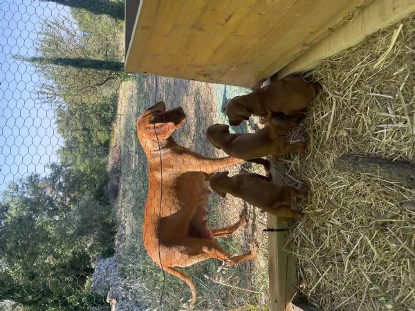 Vizsla Welpen zu verkaufen | Foto 0