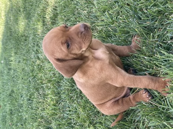 Vizsla Welpen zu verkaufen